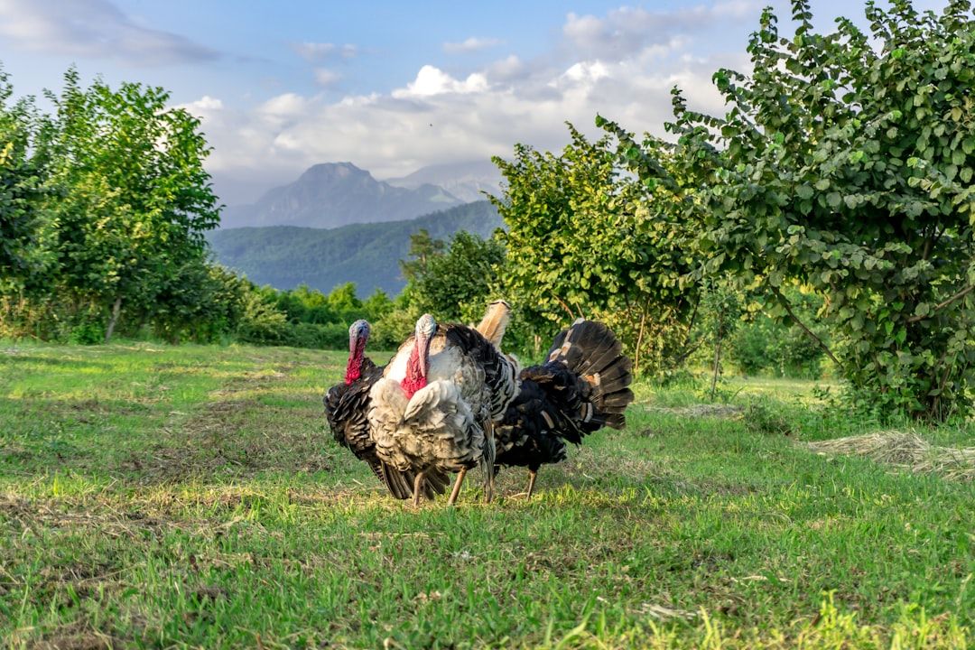 Turkey countryside nature landscape